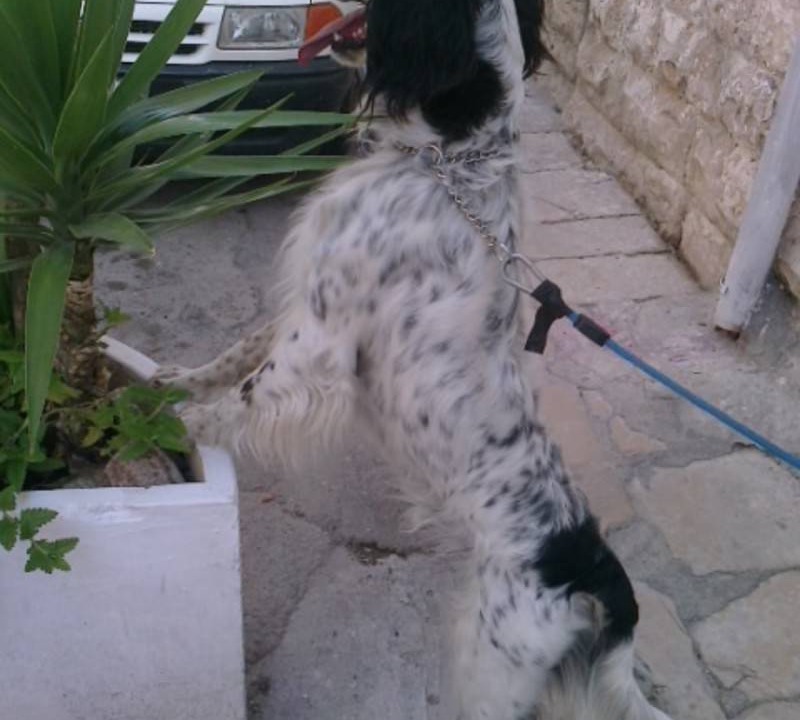 Photo of Others in Bisceglie