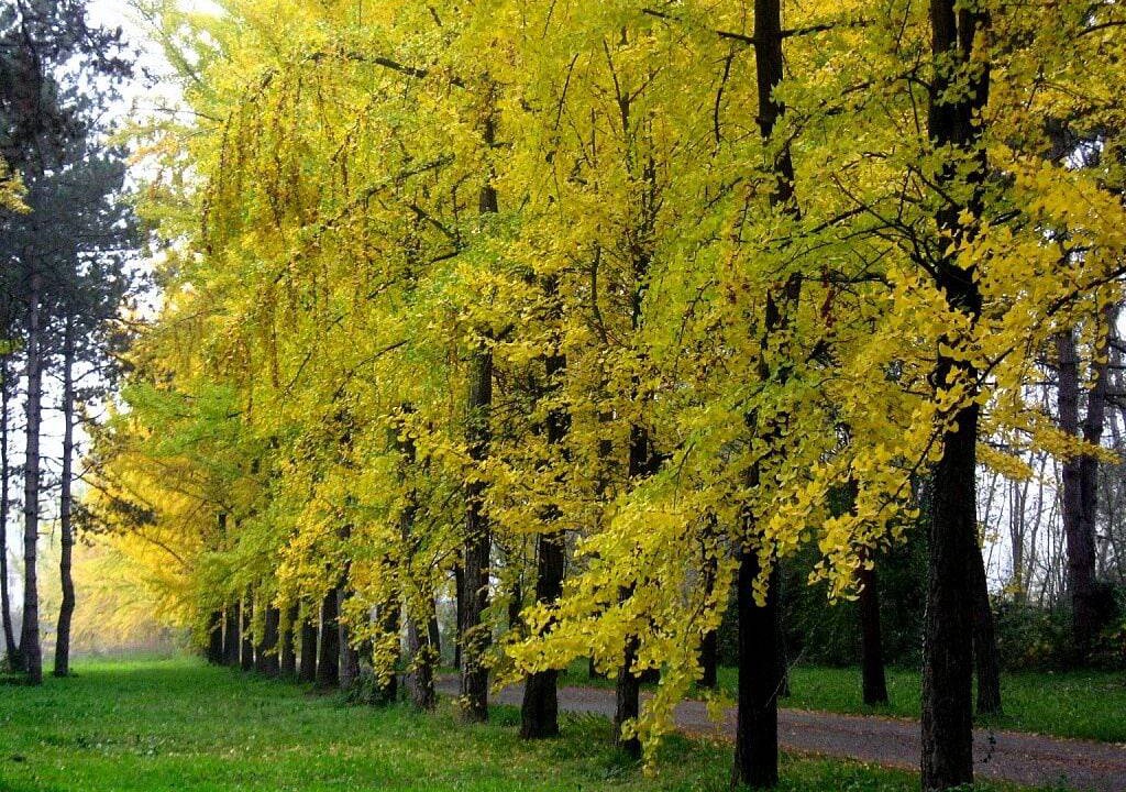 Photo of Outdoor in Monastero Bormida