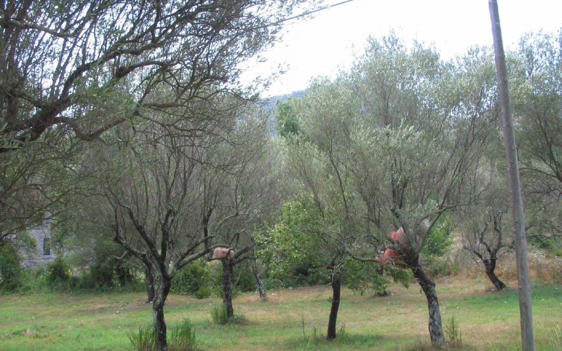 Photo of Others in San Giovanni a Piro