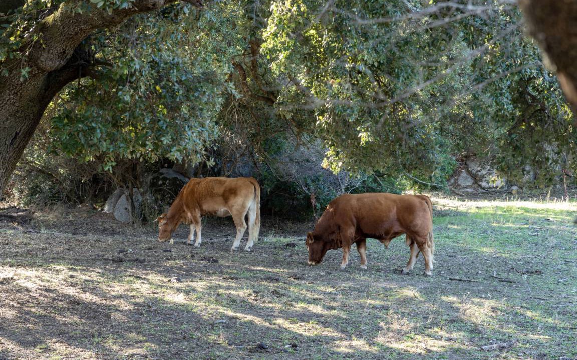 Photo of Others in Sant'Antonio di Gallura