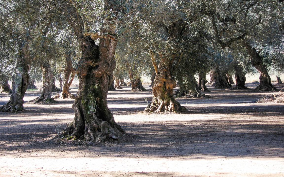 Photo of Others in Surano