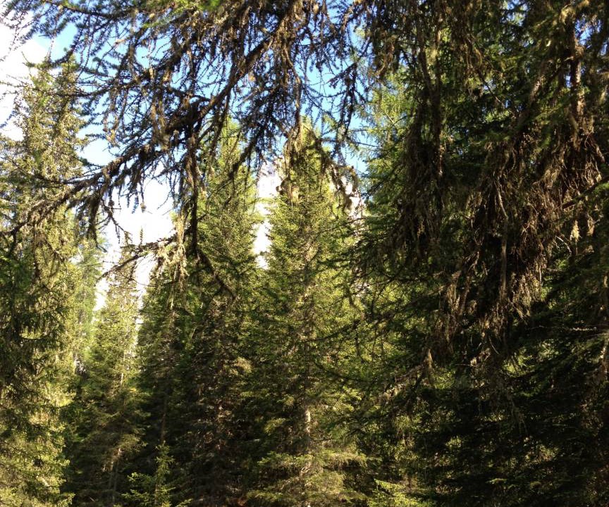Photo of Others in Selva di Cadore