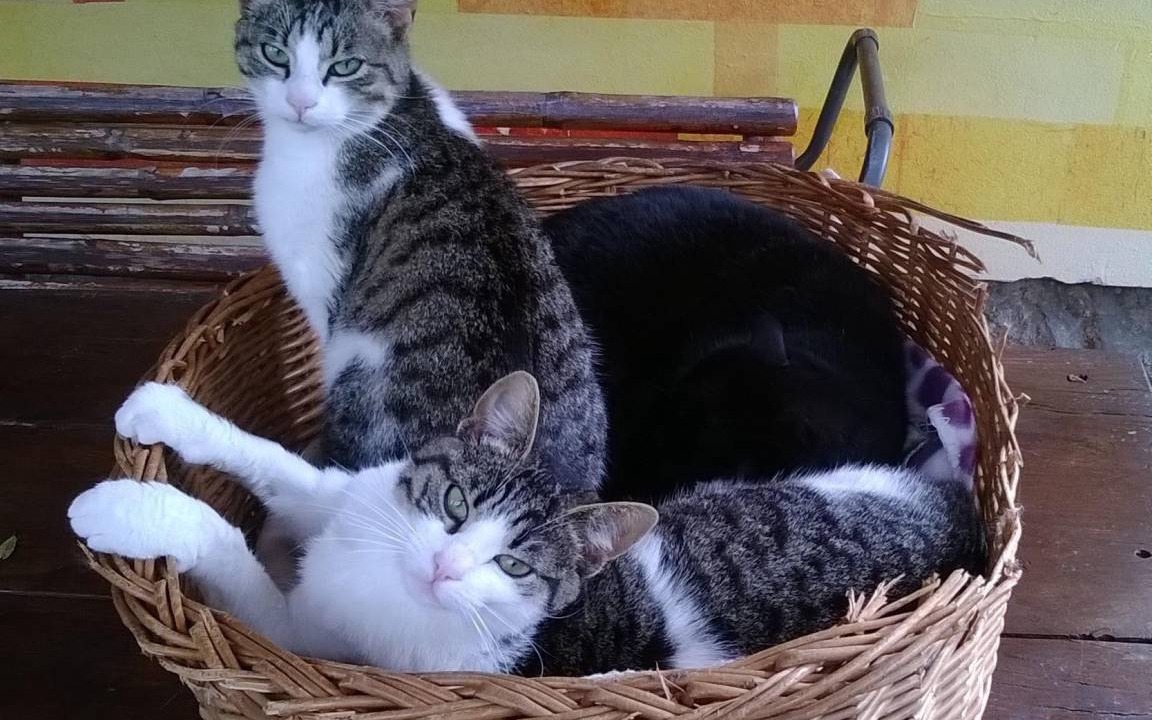 Photo of Others in Saturnana