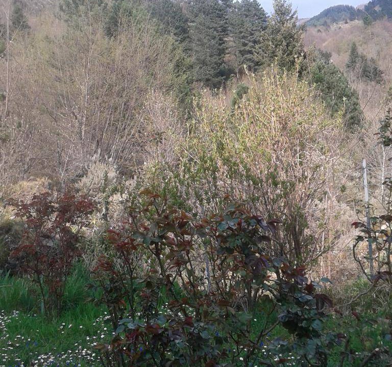 Photo of Outdoor in Borzonasca