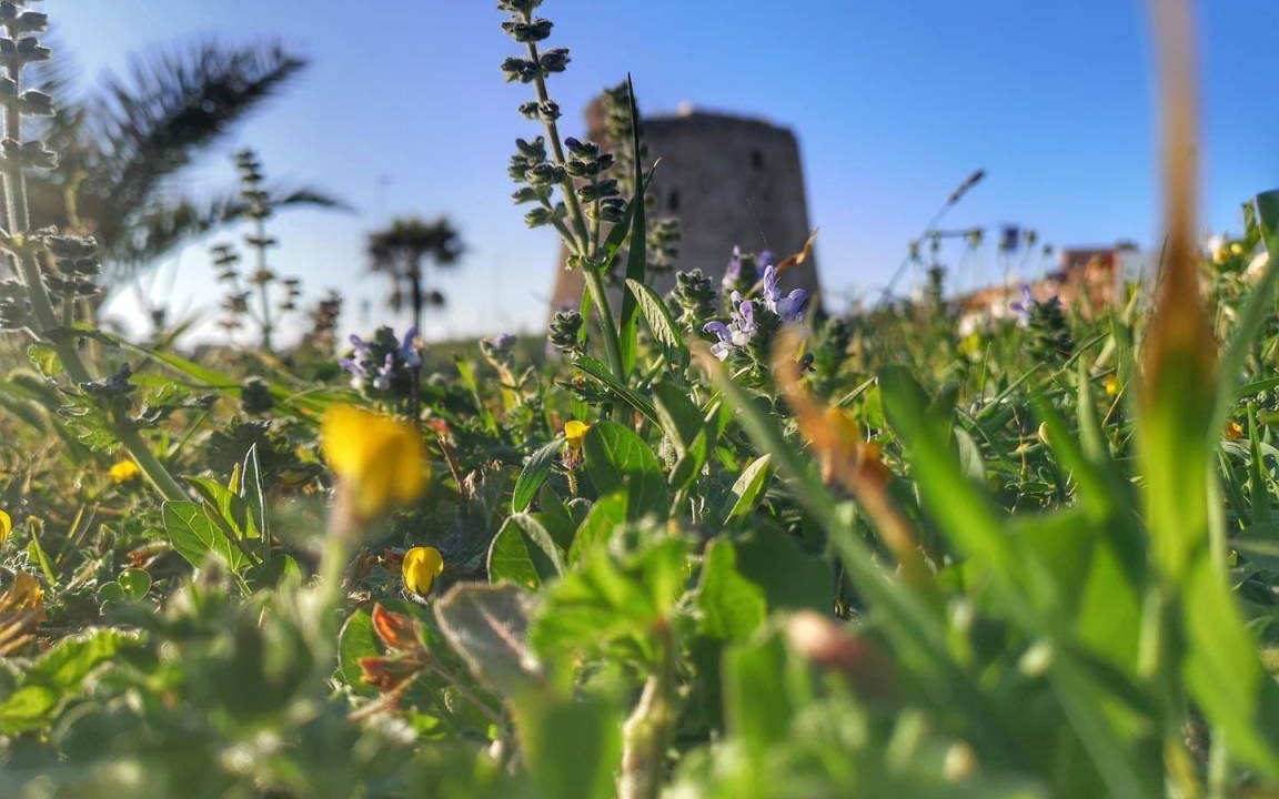 Photo of Others in Torre Mozza