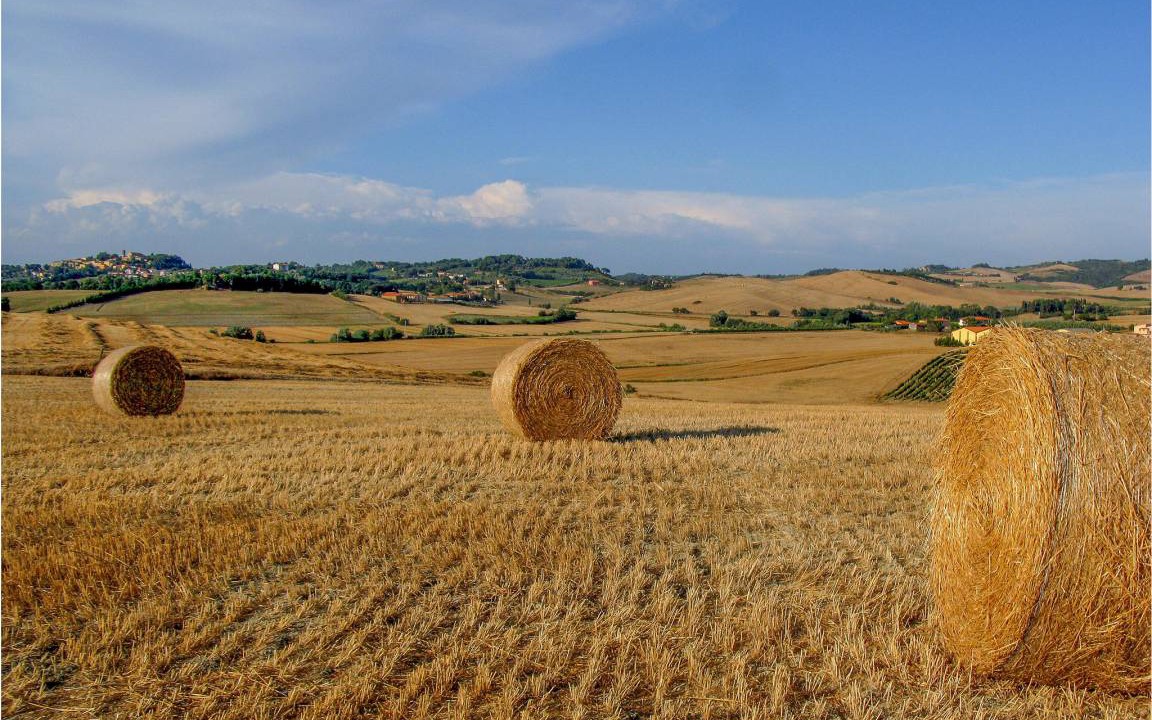 Photo of Others in Terricciola