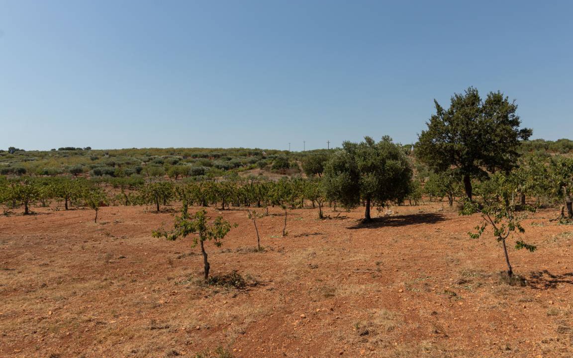 Photo of Others in Alcanterini