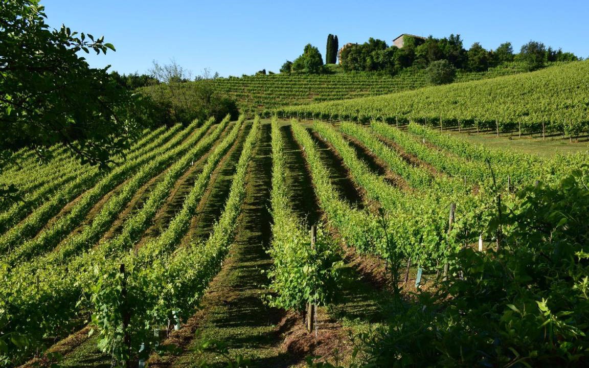 Photo of Others in Poggio Alla Cavalla