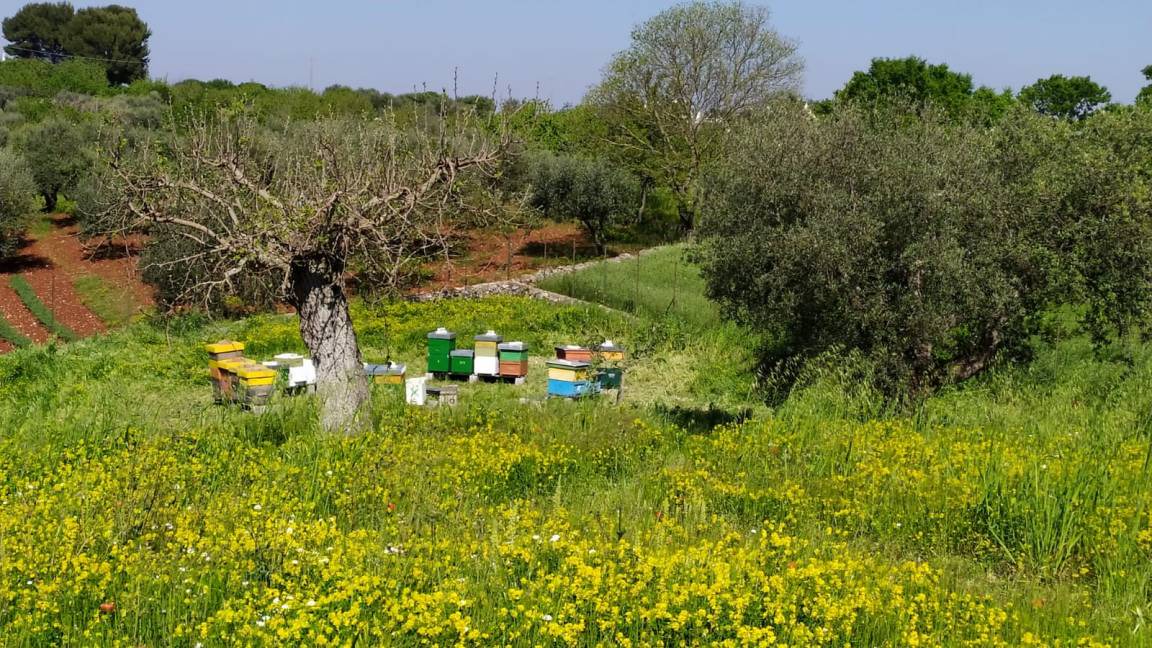 Photo of Others in Ostuni