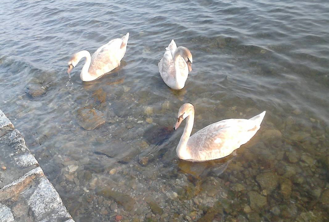 Photo of Others in Comero