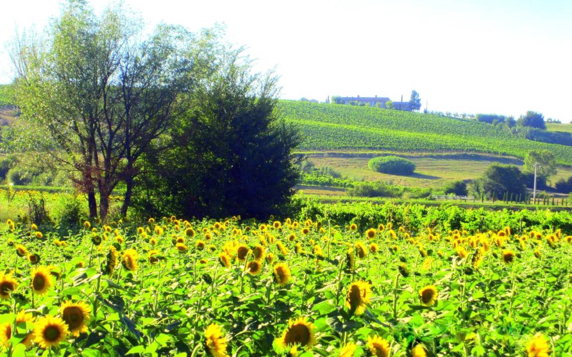 Photo of Others in Poggio Alla Cavalla