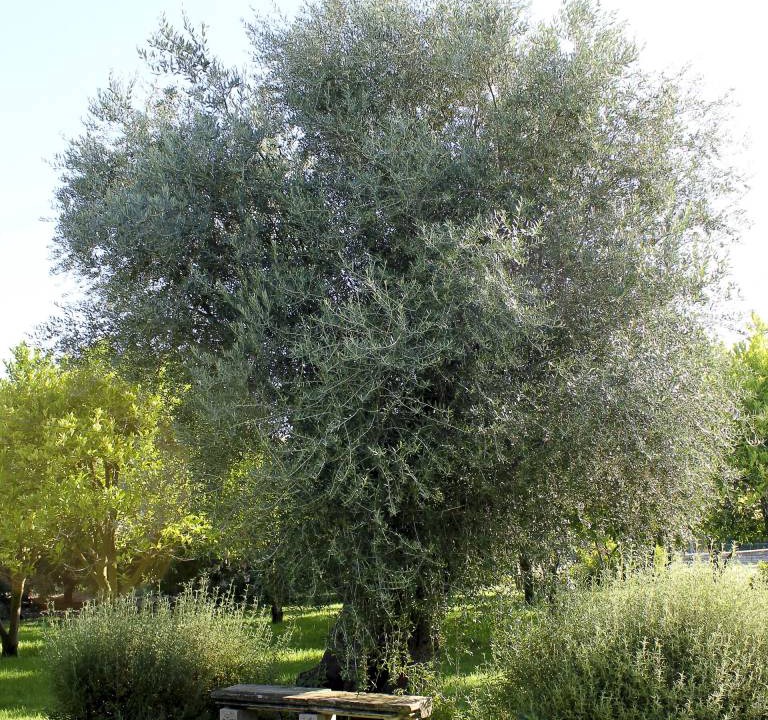 Photo of Outdoor in Lentini