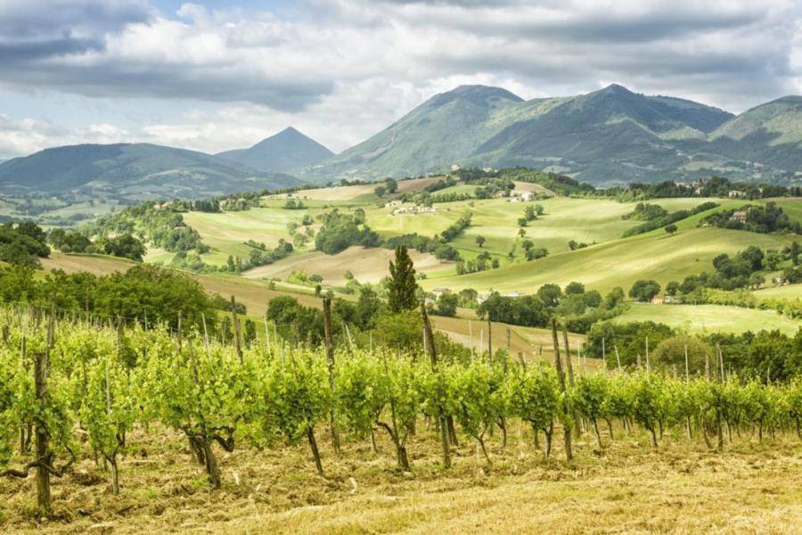 Photo of Others in Urbino