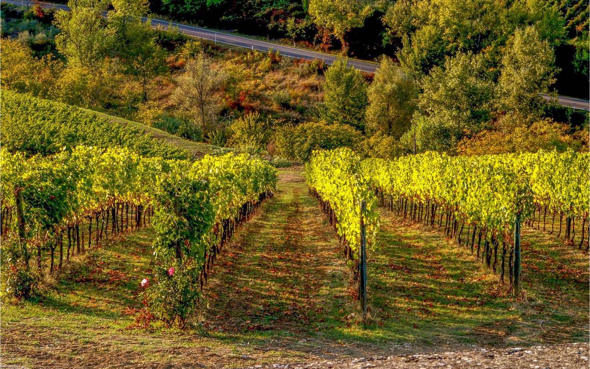 Photo of Others in Greve in Chianti
