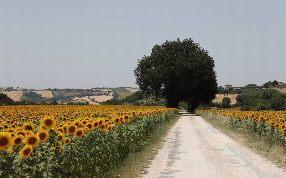 Photo of Others in Falerone