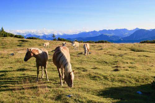 Photo of Others in Corvara in Badia