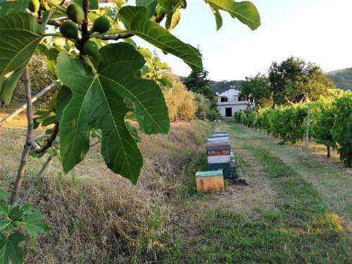 Photo of Outdoor in Pieve Salutare