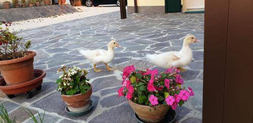 Photo of Others in Viconovo