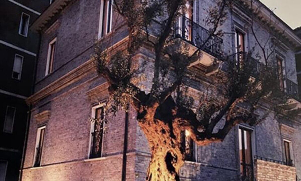 Photo of Outdoor in Pineta