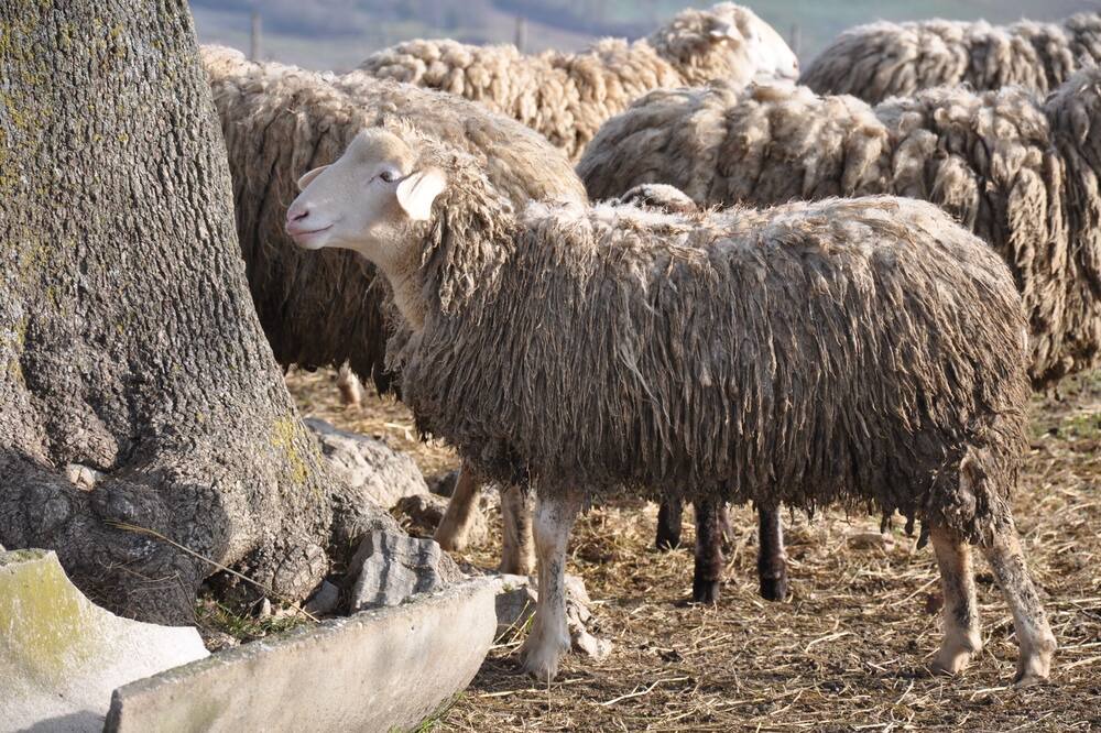 Photo of Others in San Venanzo