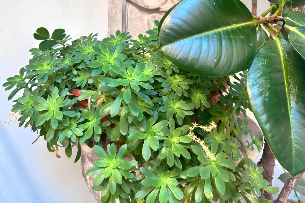 Photo of Patio Balcony in Gorizia