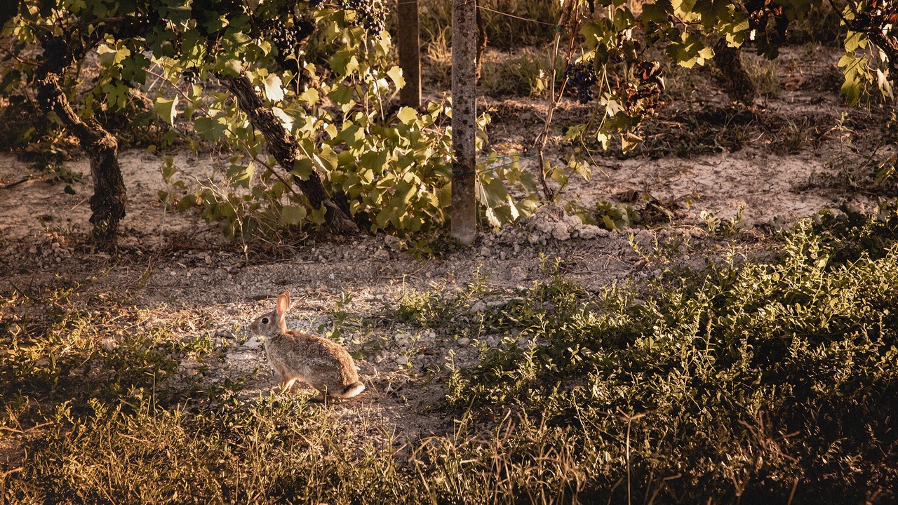 Photo of Outdoor in Nizza Monferrato