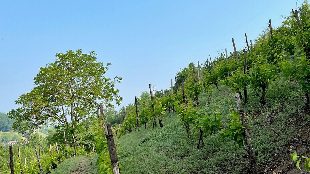 Photo of Outdoor in Cassinasco