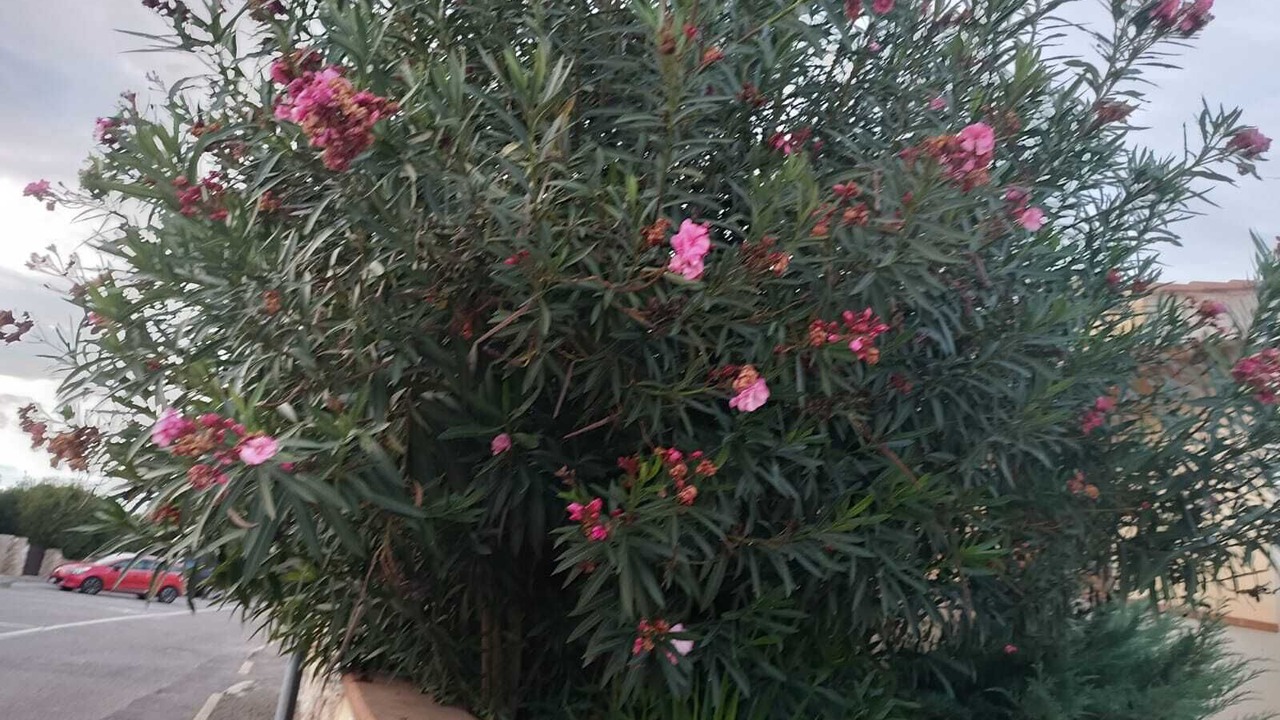 Photo of Outdoor in Funtana Meiga