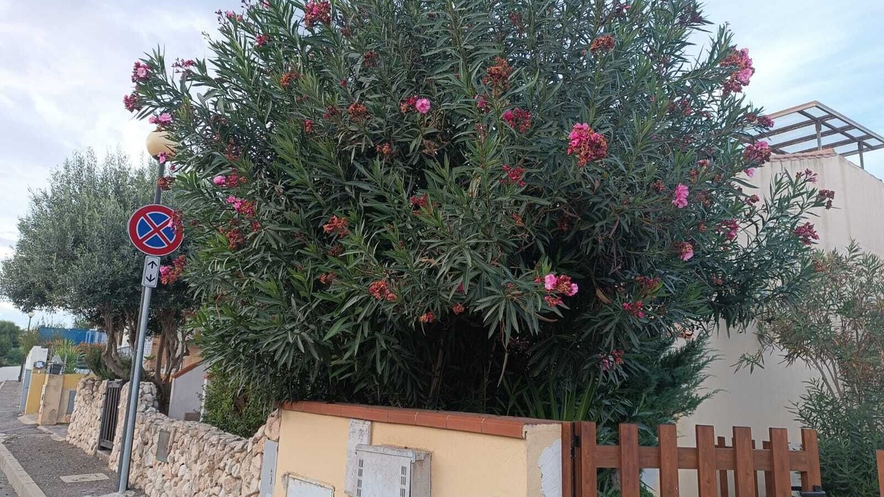Photo of Outdoor in Funtana Meiga