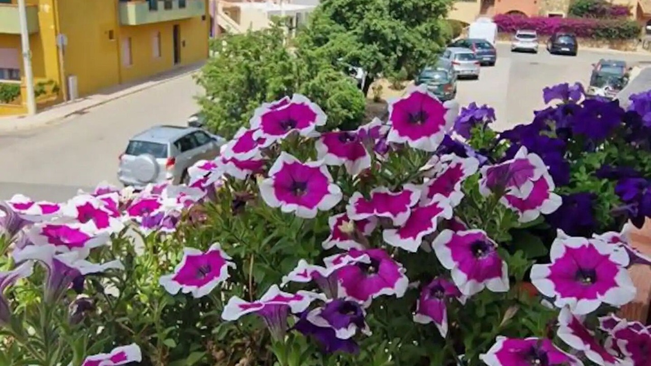 Photo of Others in Villasimius