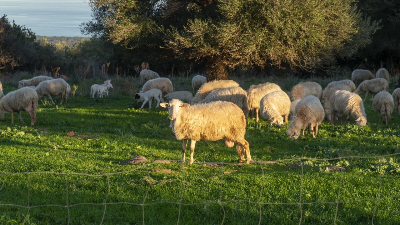 Photo of Others in Galtelli