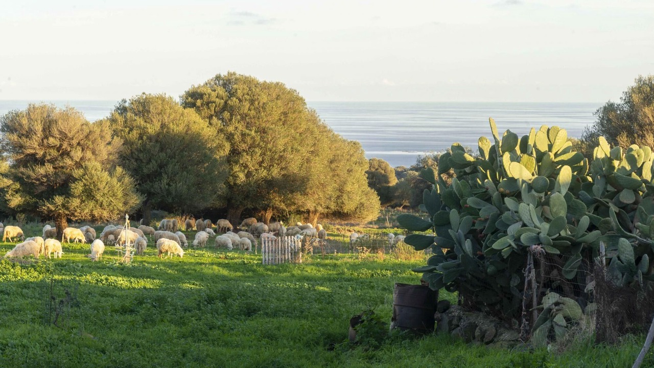 Photo of Others in Galtelli