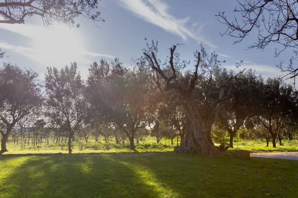 Photo of Outdoor in Falciano del Massico