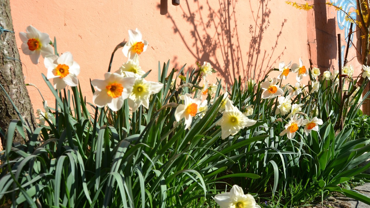 Photo of Outdoor in Castelnuovo Calcea
