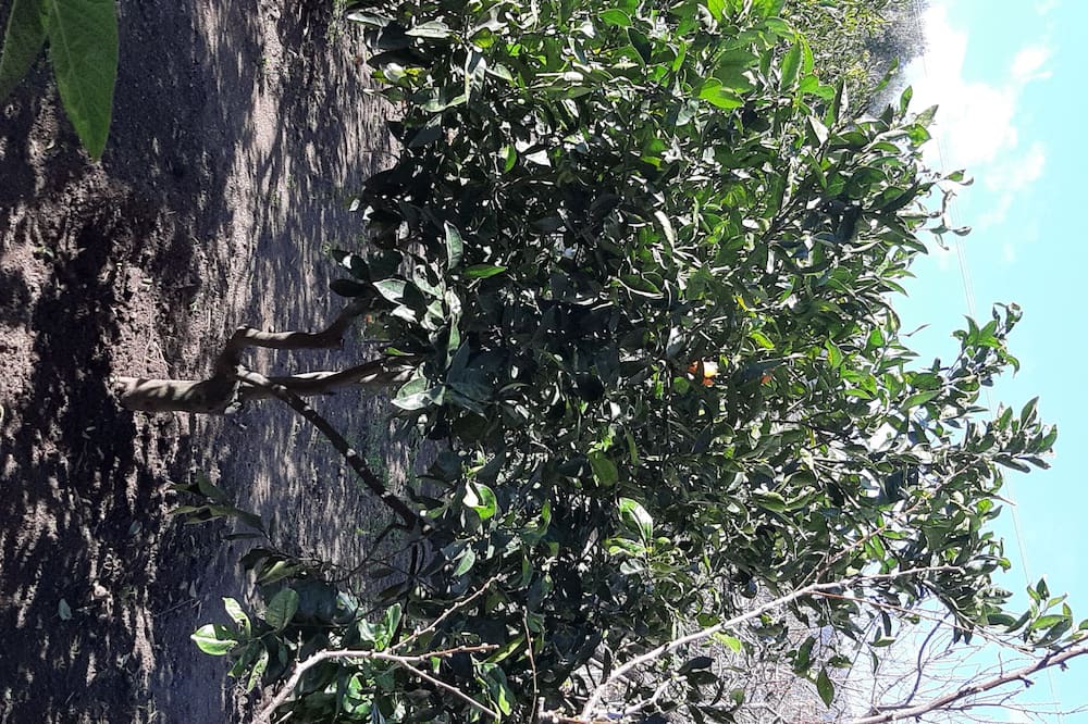 Photo of Outdoor in Badualga