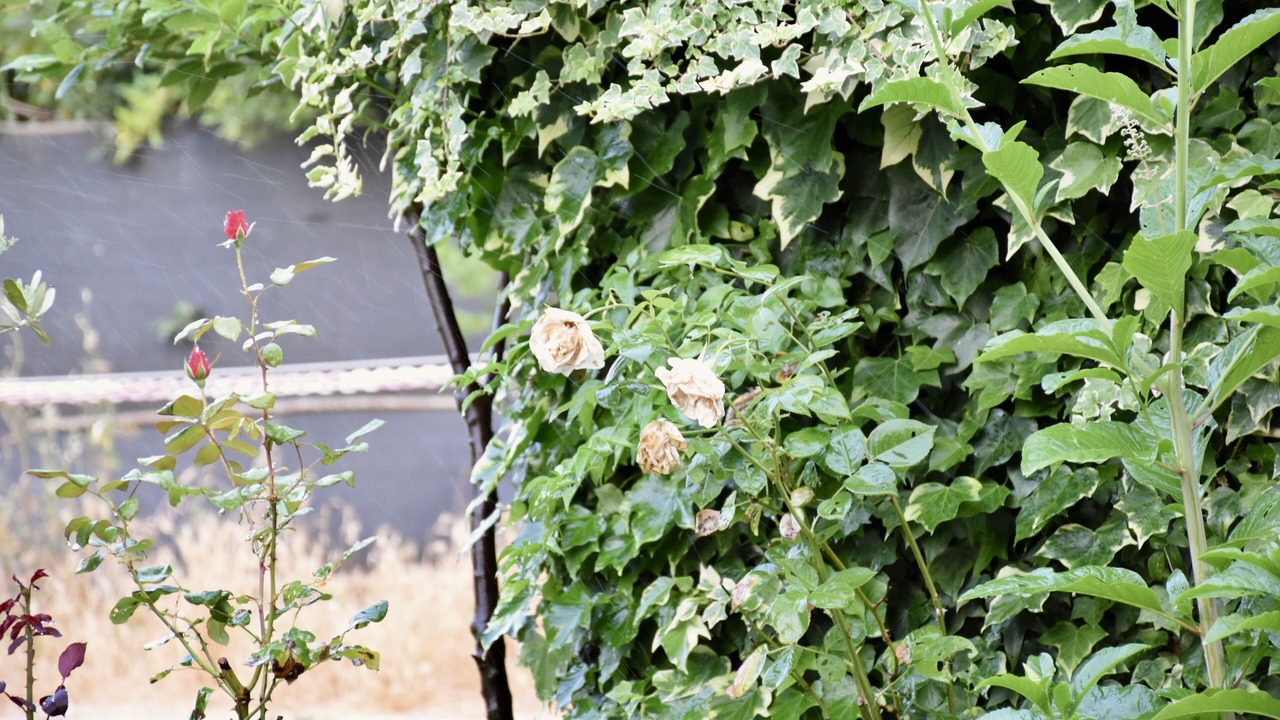 Photo of Outdoor in Oristano