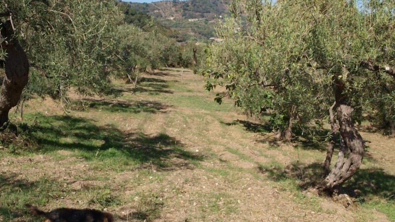 Photo of Others in Gioiosa Marea