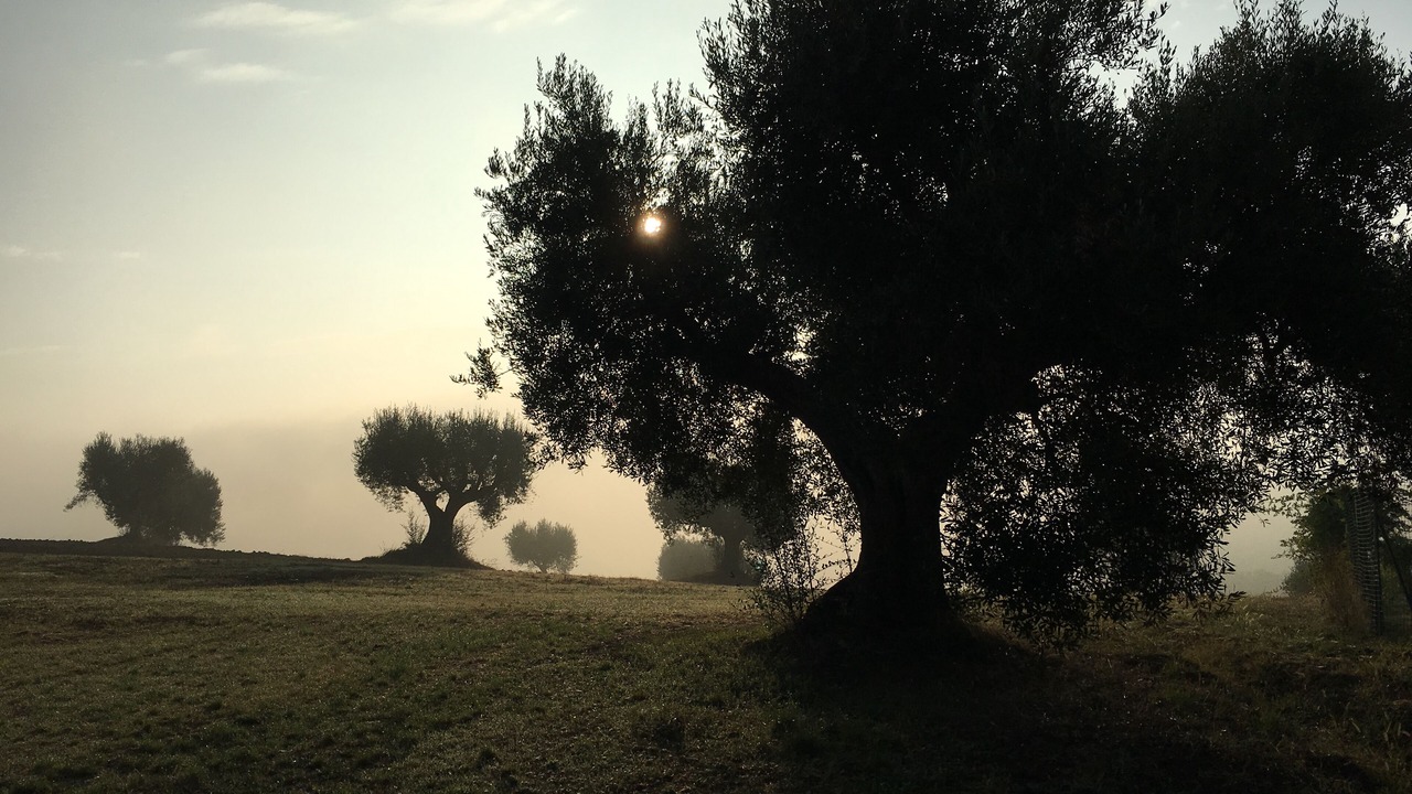Photo of Others in Bettolelle