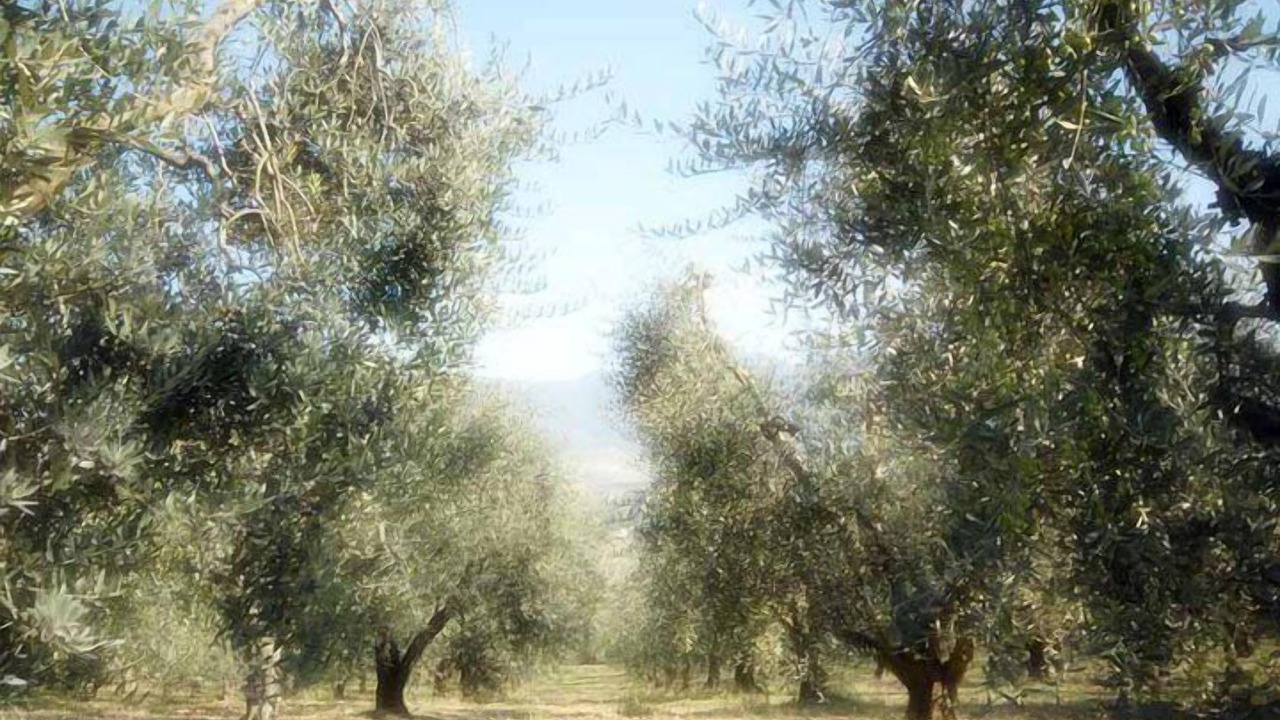 Photo of Outdoor in Montecchio