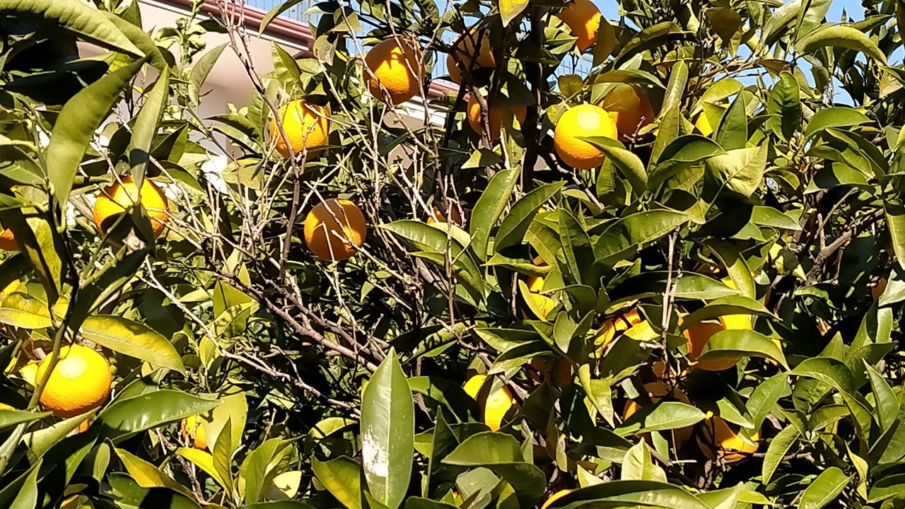 Photo of Outdoor in Scafati