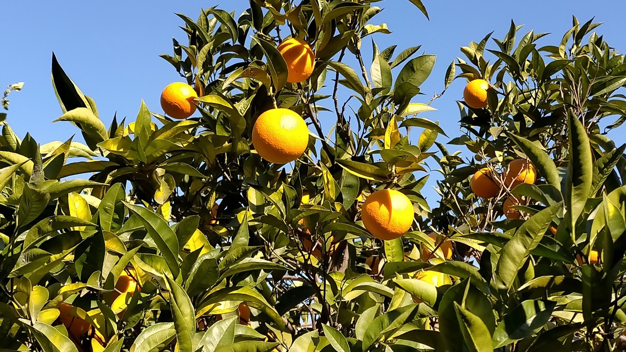 Photo of Outdoor in Scafati