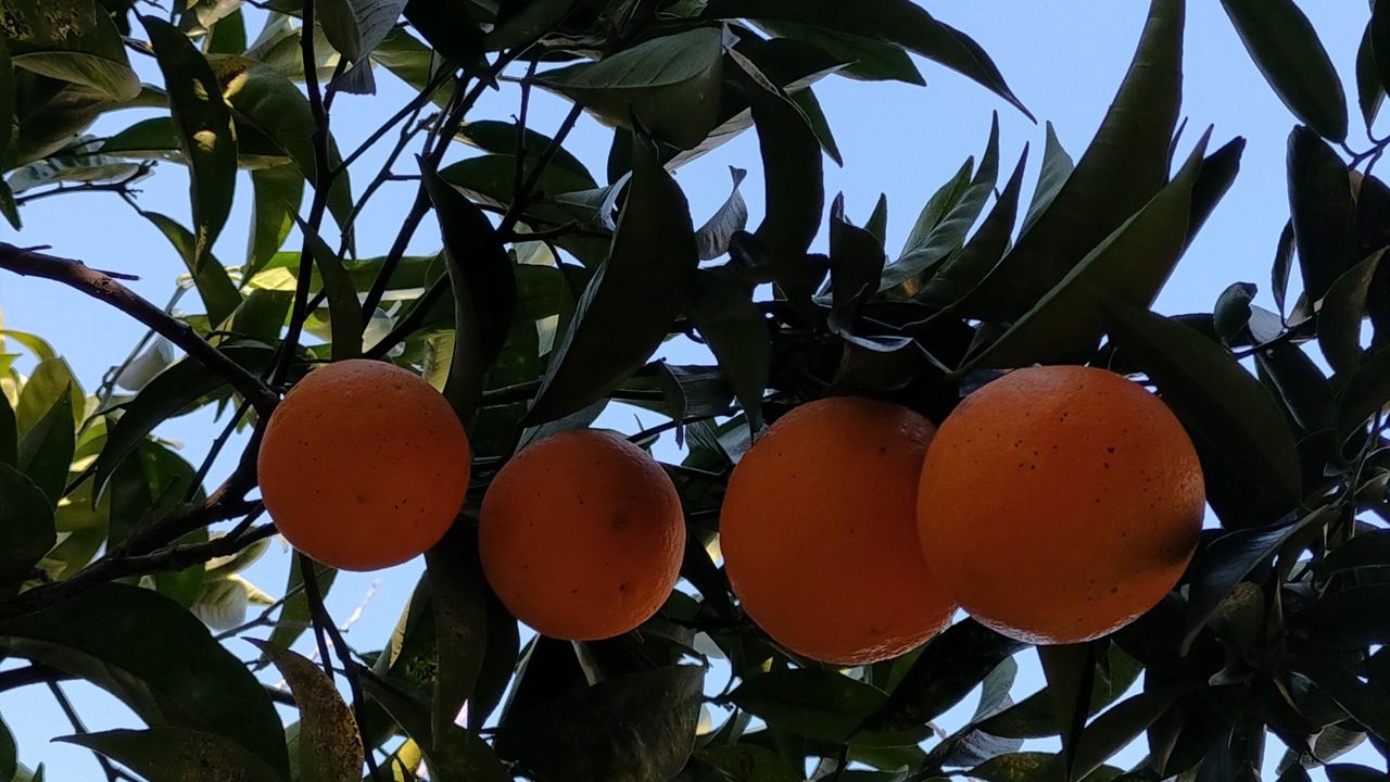 Photo of Outdoor in Scafati
