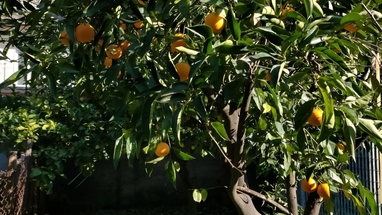 Photo of Outdoor in Scafati
