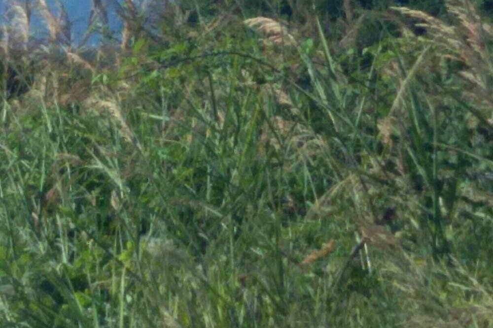 Photo of Others in Canosa Sannita