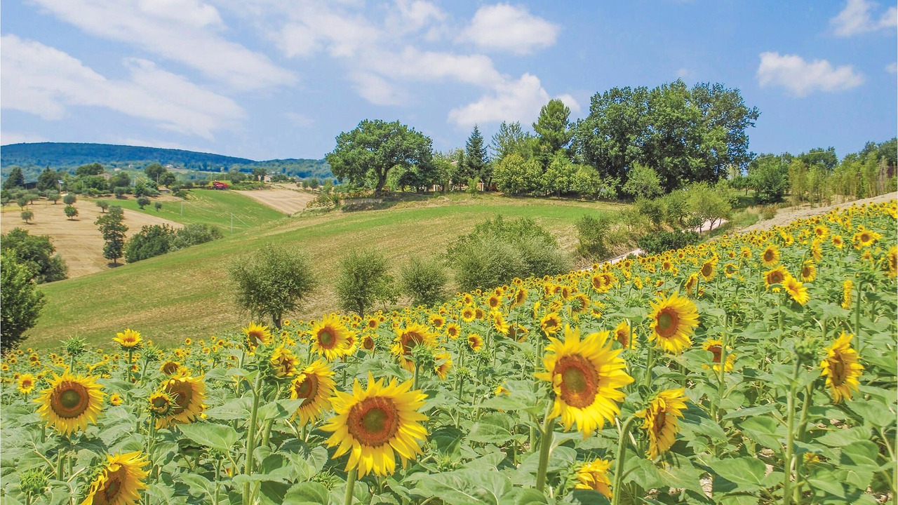 Photo of Outdoor in Falerone