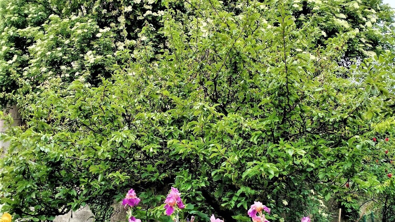 Photo of Outdoor in Paratico