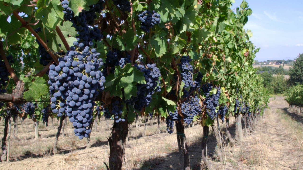 Photo of Outdoor in Foiano della Chiana
