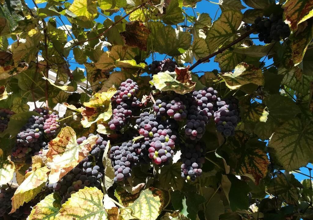 Photo of Outdoor in Pietravairano