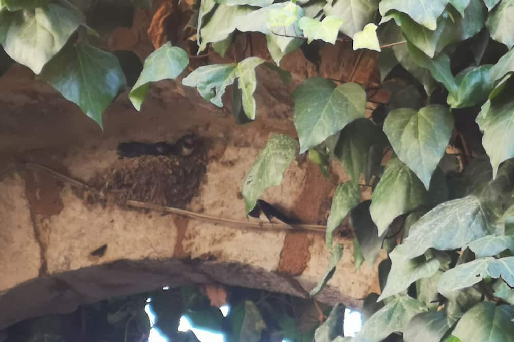 Photo of Outdoor in Torri