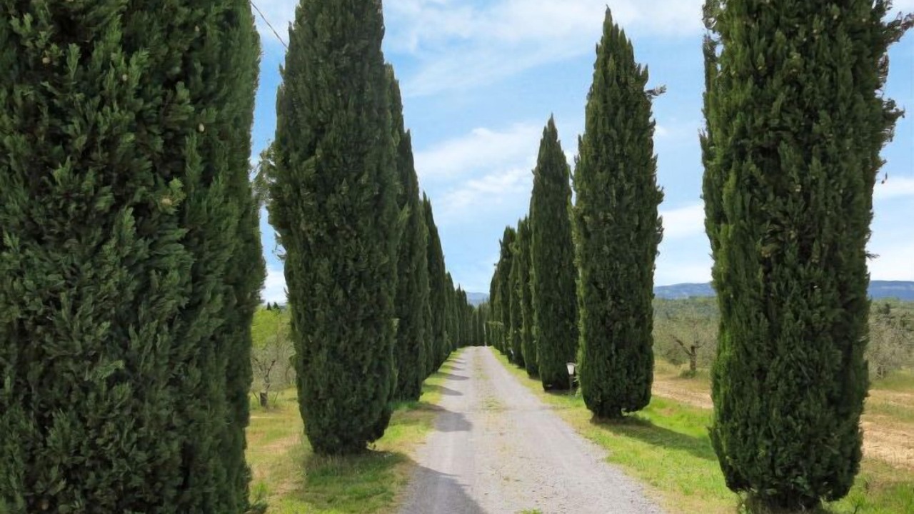 Photo of Outdoor in Peccioli